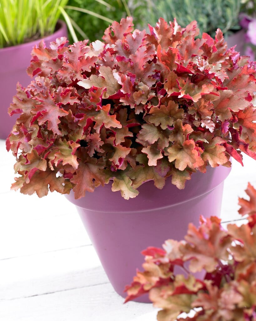 alum root 'Marmalade'
