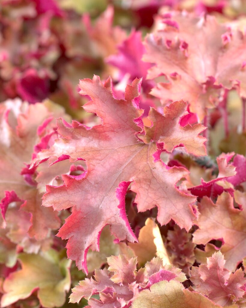 alum root 'Marmalade'