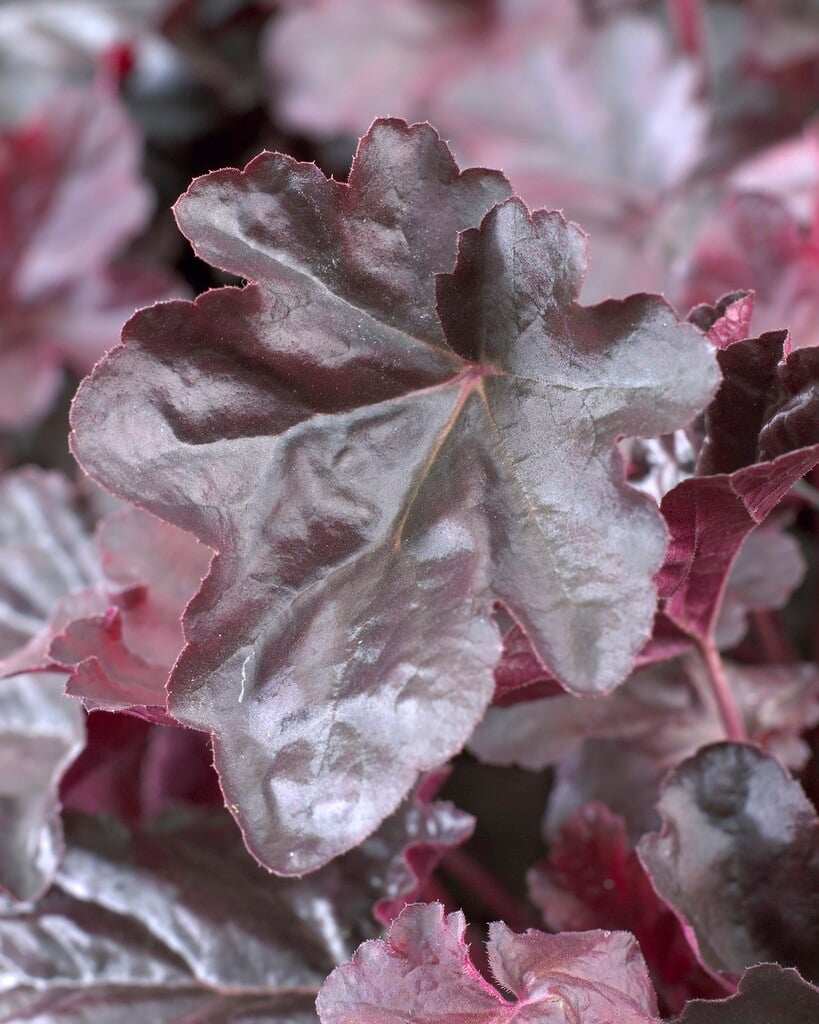 alum root 'Obsidian'
