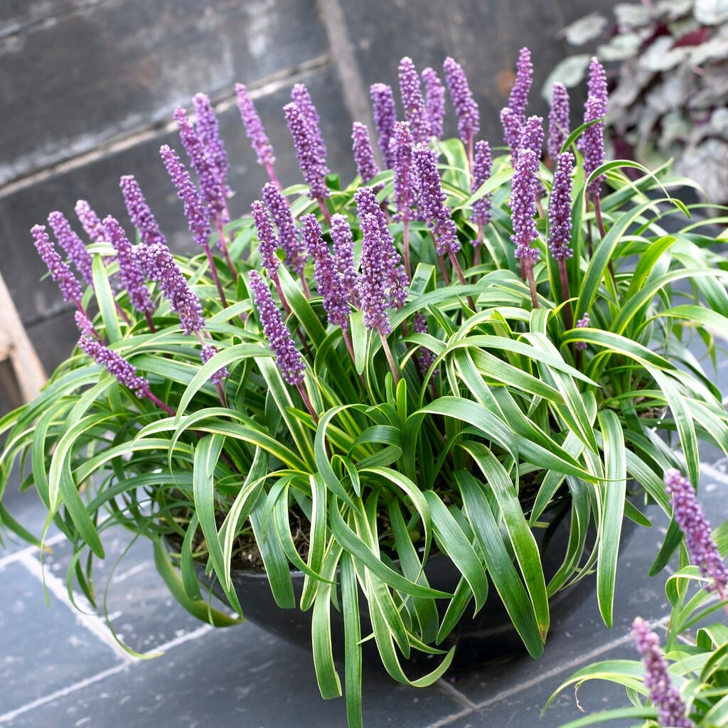 lilyturf 'Gold-banded'