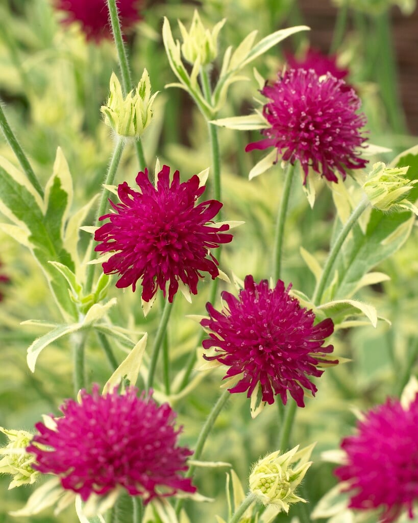 Plant image