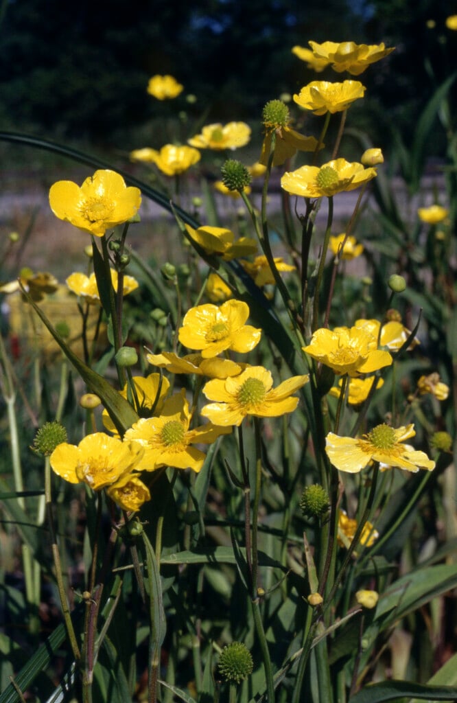 lesser spearwort