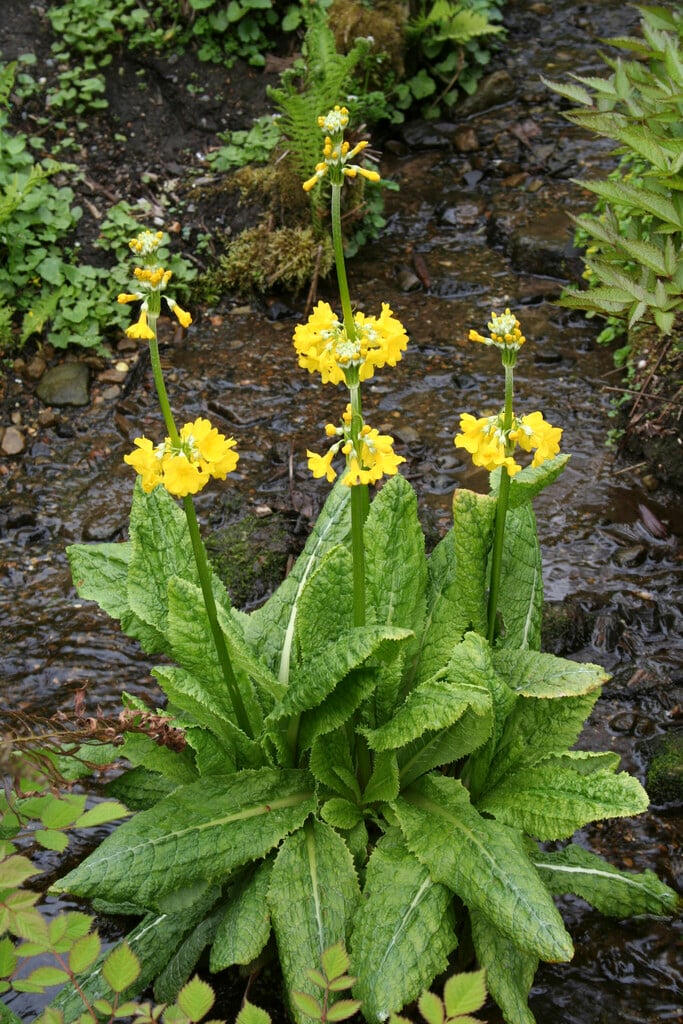 Tibetan cowslip