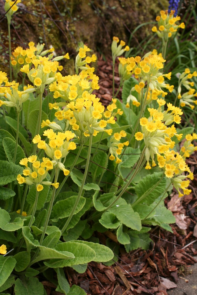 common cowslip