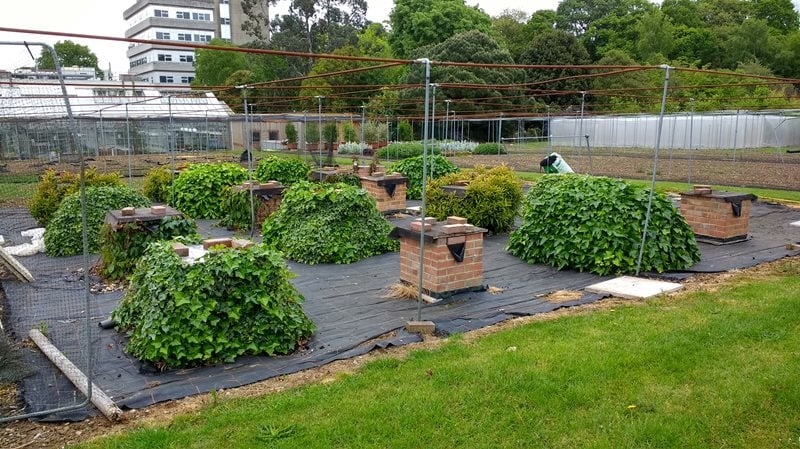Photo of the experimental plots, showing mini buildings either bare or covered by a climbing plant