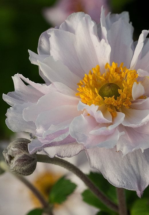 Anemone 'Frilly Knickers'