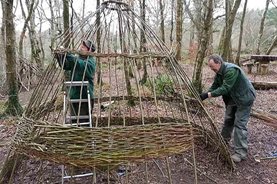 Building the willow teepee