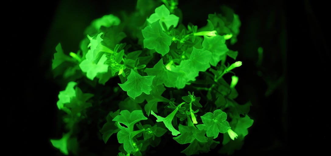glowing tobacco plant Firefly Petunia: The world's first glow in the dark plant available to  gardeners / RHS Gardening