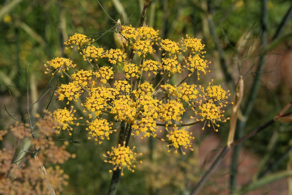 A yellow fennel flowerhead