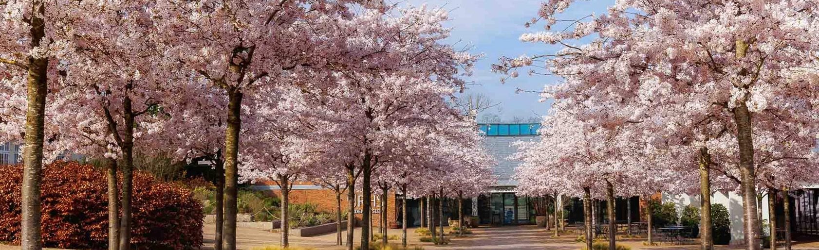 photograph of the garden