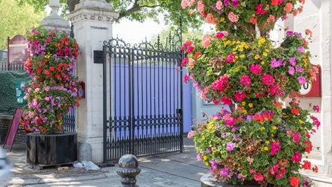 Grace & Thorn: The Great Geranium