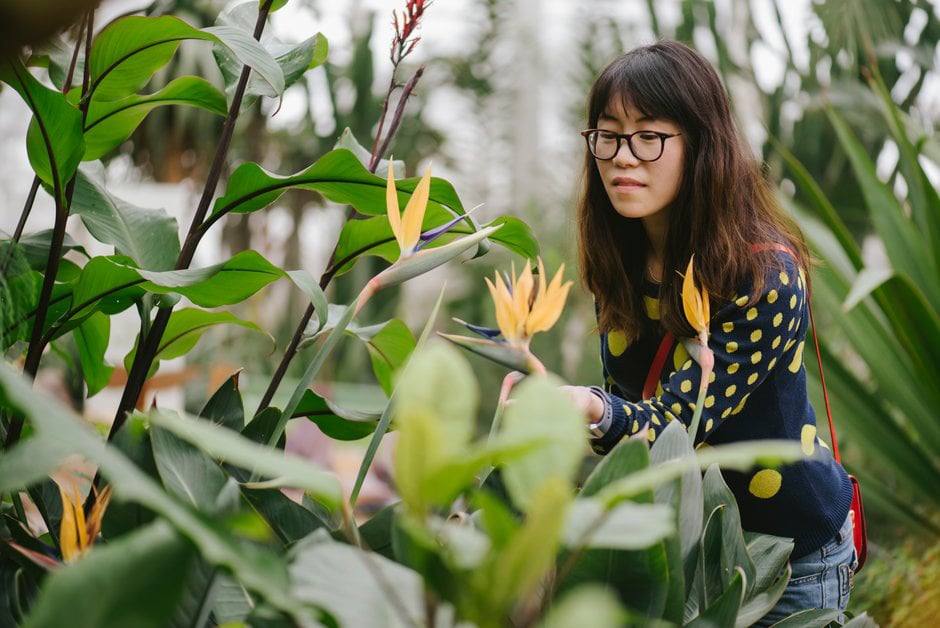 A female visitor looks at strelitzia in the Glasshouse at RHS Wisley