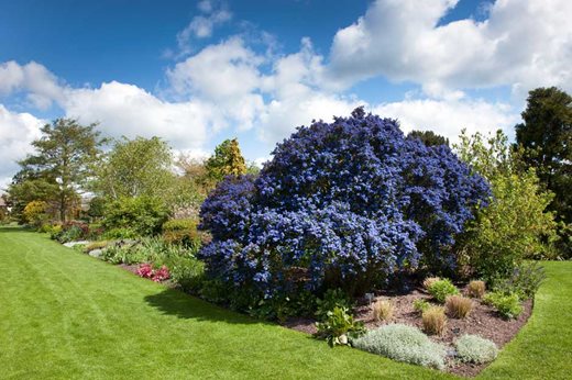 Rhs Garden Hyde Hall Blog April Plant Of The Month Rhs Gardening