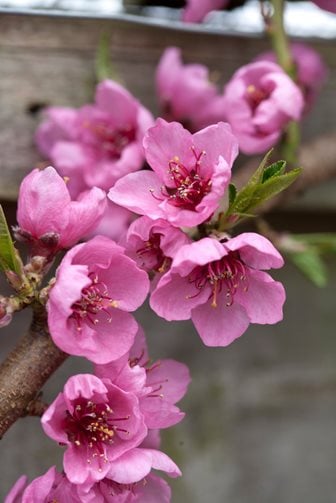 Peach blossom © Dorling Kindersley Ltd