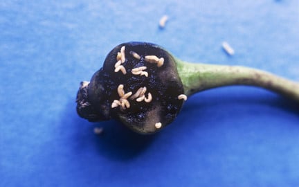Severe damage caused to a fruitlet by the larvae of pear midge.