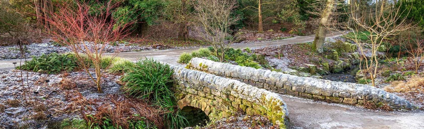 photograph of the garden