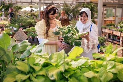 Show visitors shopping for hostas