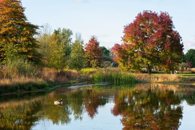 Fraxinus angustifolia ‘Raywood’