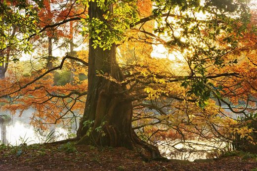 Metasequoia glyptostroboides
