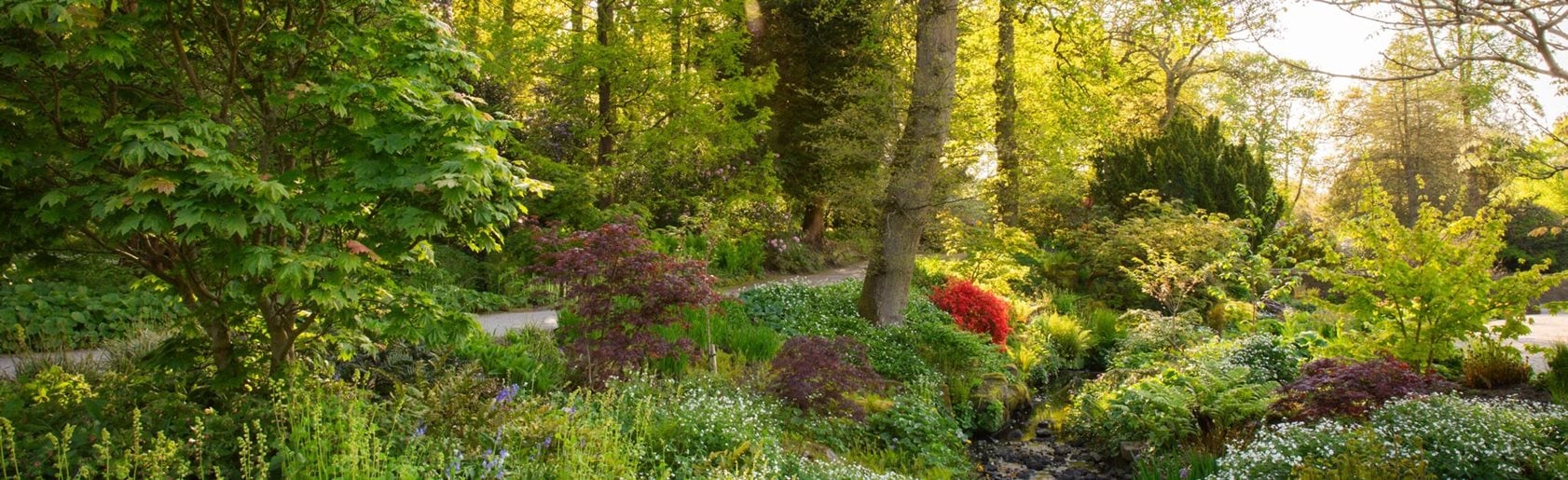 photograph of the garden