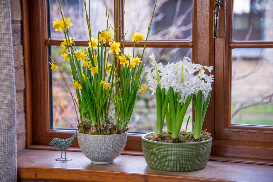 Have an early spring indoors / RHS Gardening