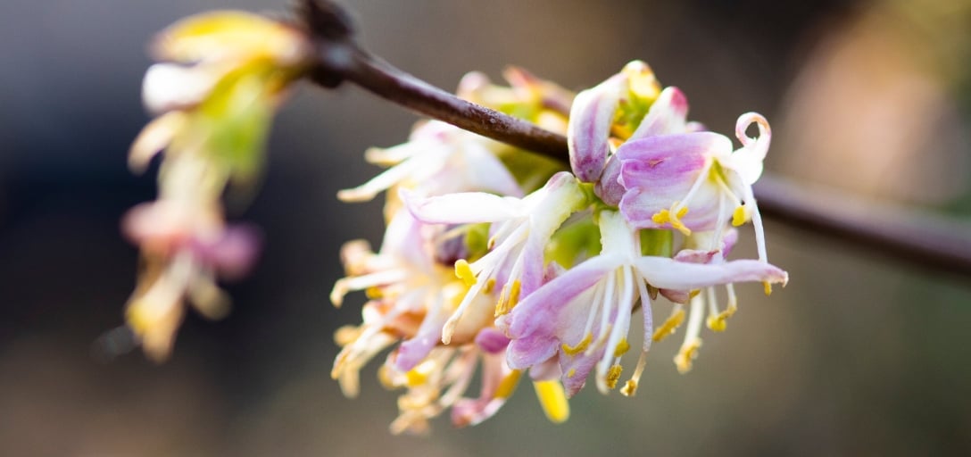 Why you need a shrubby honeysuckle in your garden / RHS Gardening