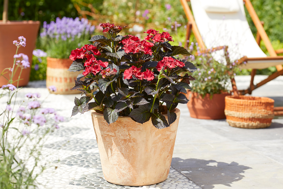 Hydrangea Rhs Hydrangea New Growth Hydrangea Companion Plants: Perfect Pairings For