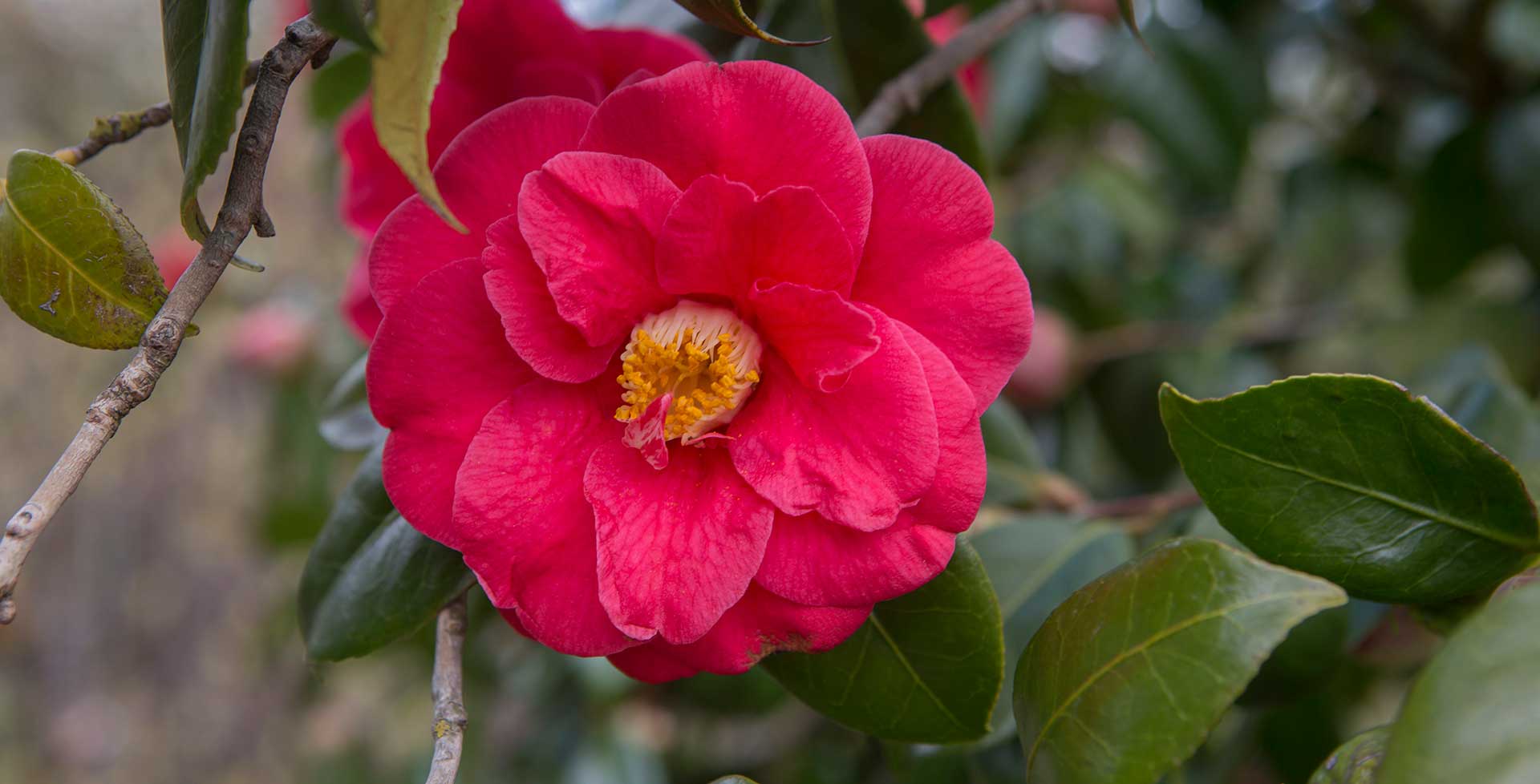 Camellia / RHS Gardening