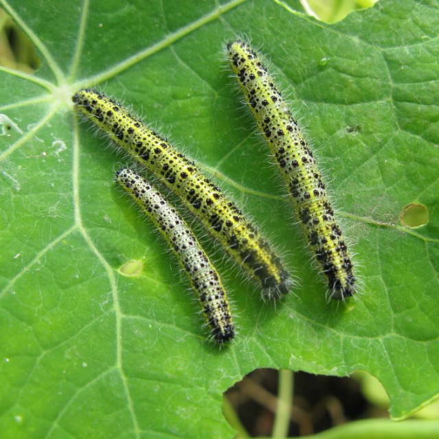 Large white butterfly caterpillars feeding on nasturtium leaves