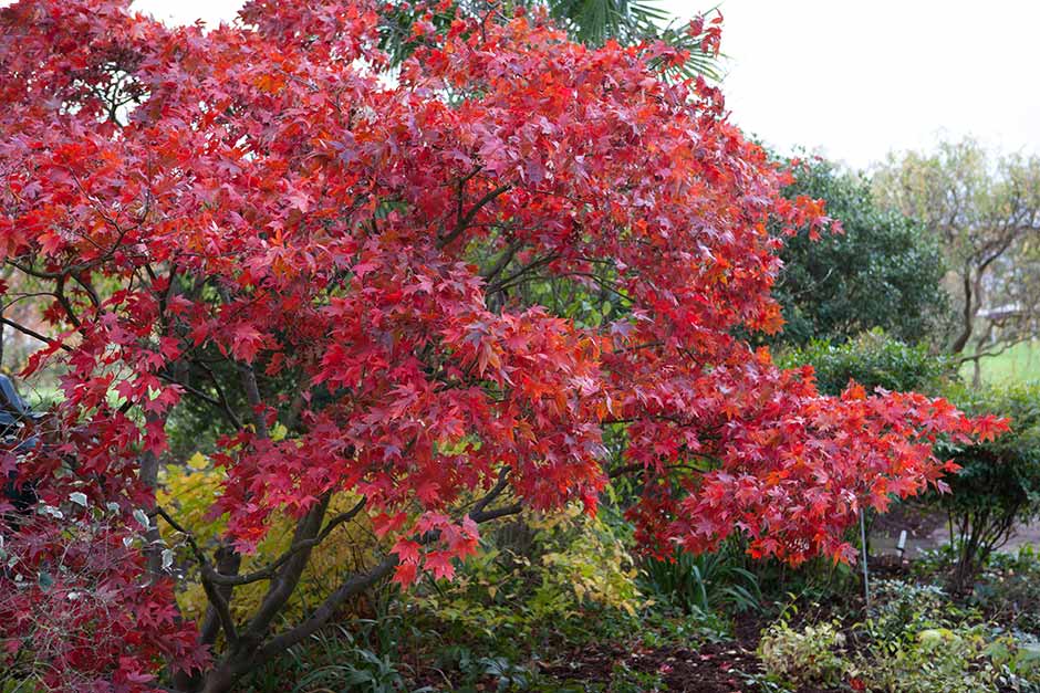 Discover Japanese maples