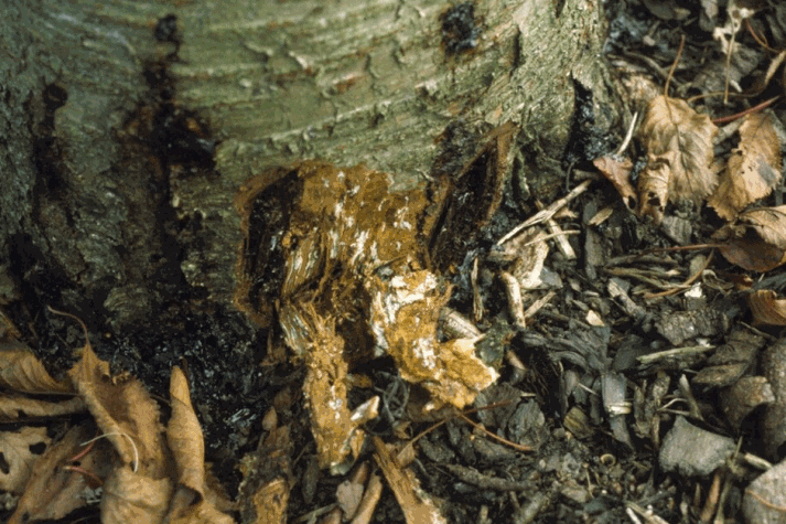 Signs of honey fungus at the base of a Prunus tree