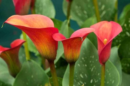 mini rose plant indoor Kordana Red Mini Rose | Two Live Plants main image 0