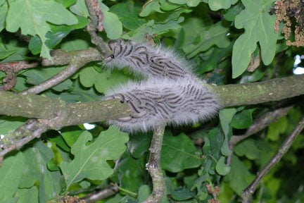 Oak processionary moth caterpillars © Forestry Commission