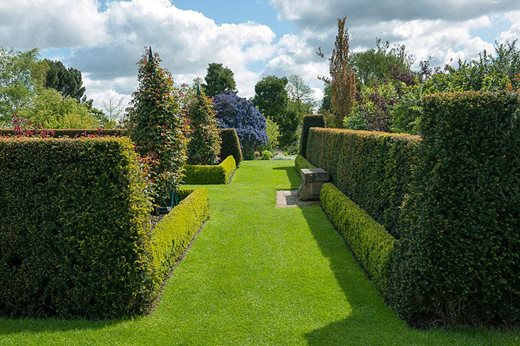 Yew clipped hedges