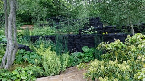This woodland garden features a rich tapestry in a lush, naturalistic style, mostly in shades of green with a free-flowing planting structure throughout, alongside statement blackened timber