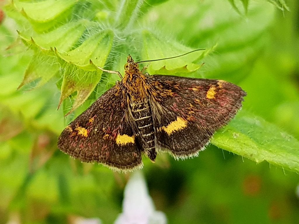 Mint moth <i>Pyrausta aurata</i>