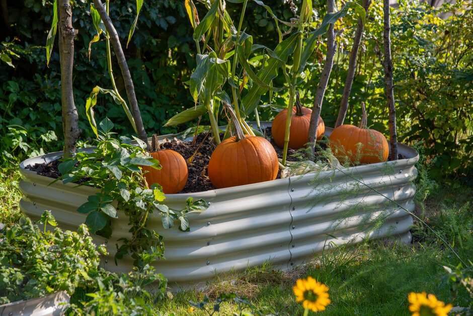 How to grow Pumpkins | RHS Vegetables