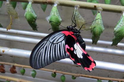 Scarlet swallowtail, Papilio rumanzovia