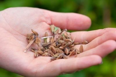 Holding seeds collected from the garden