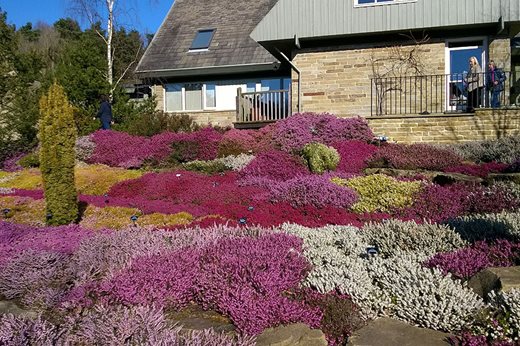 Colourful heathers at Harlow Carr