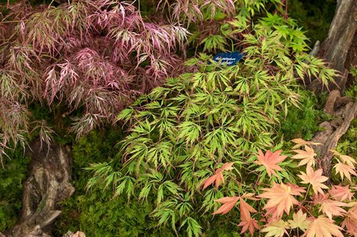 Acers on the Hippopottering Nursery stand