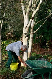 Roger cleaning the birch trunks