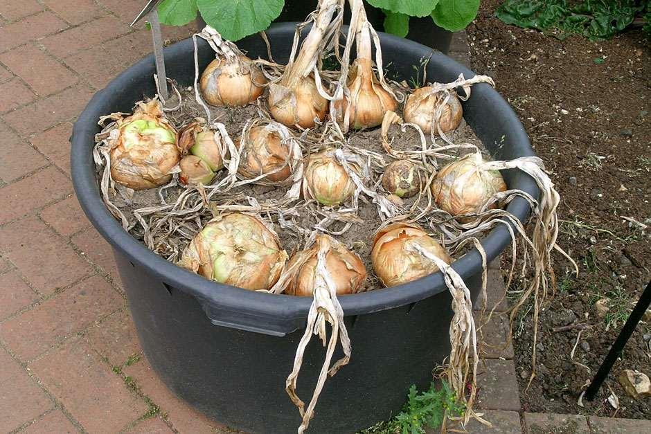 نحوه پرورش پیاز