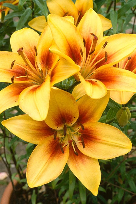 Get growing: Lilies / RHS Gardening