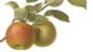 See our historic apple paintings