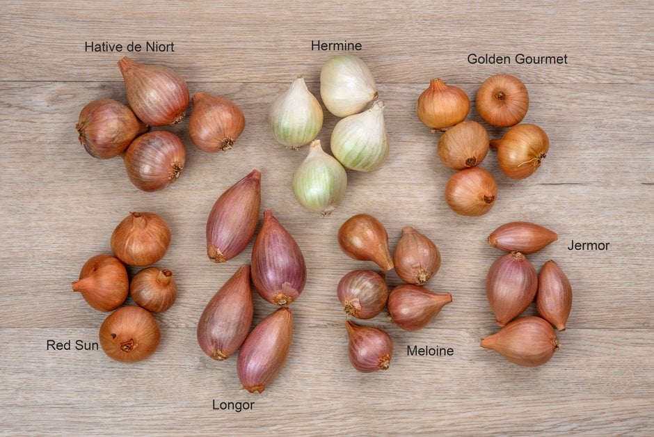 How to grow Shallots