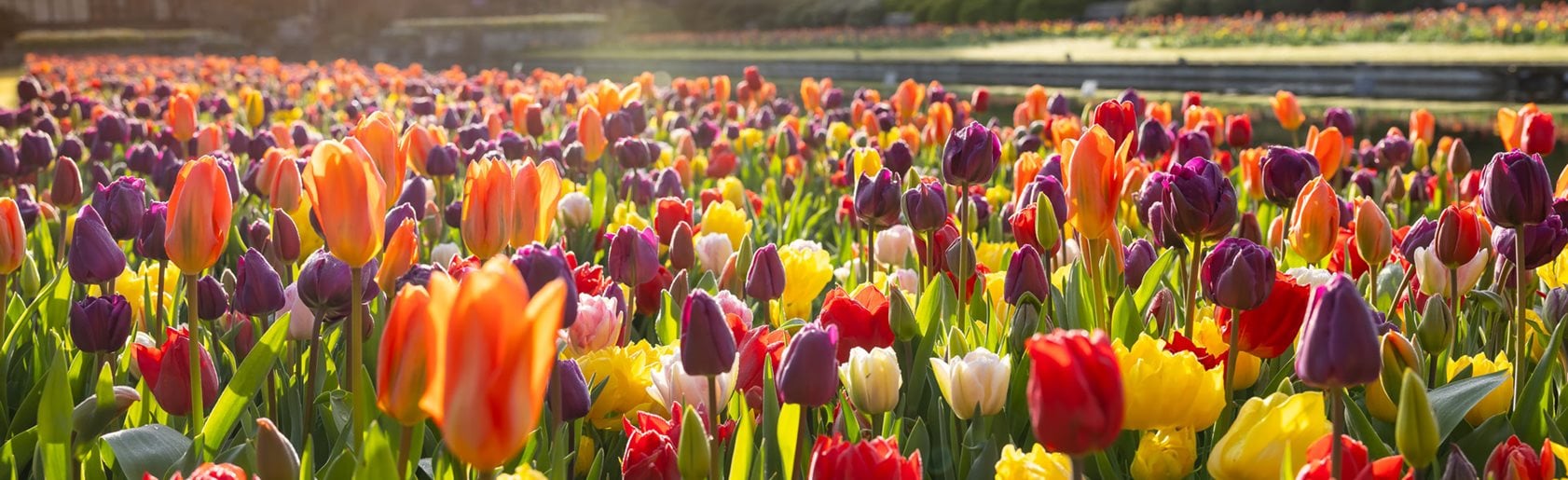 photograph of the garden