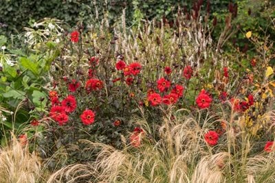 The bright red autumn blooms of dahlia ‘Bishop of Llandaff’