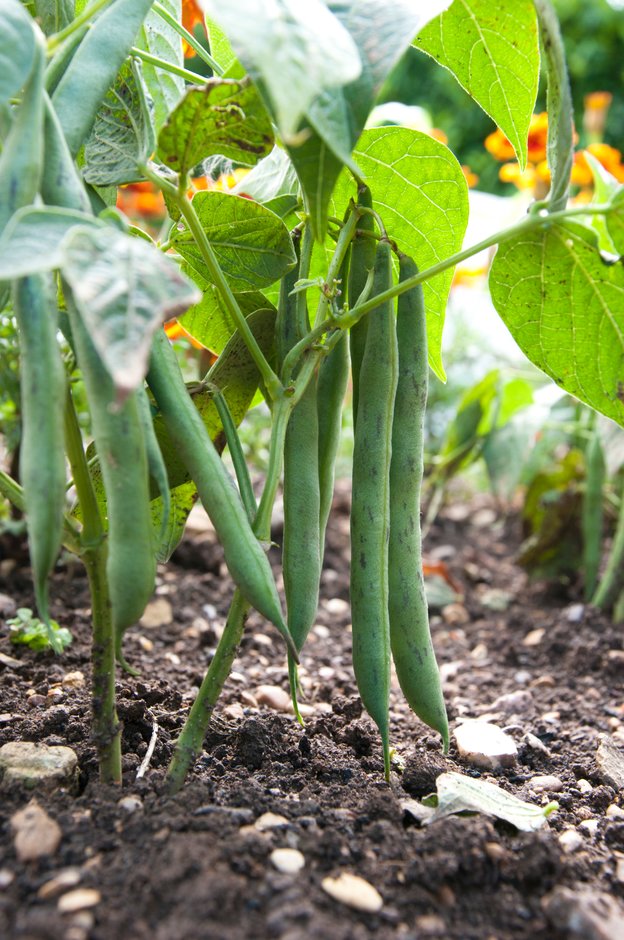 Image of Beans plant