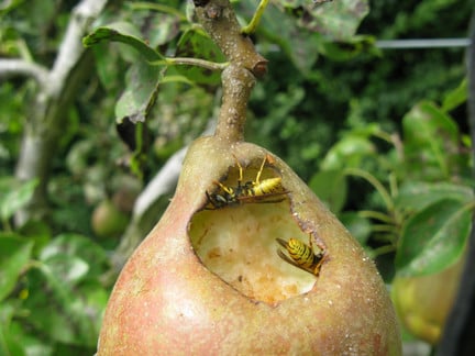 Common wasps feeding on pear fruit